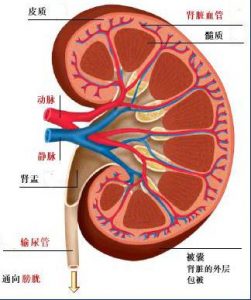 治疗转移性肾细胞癌的新药物阿西替尼